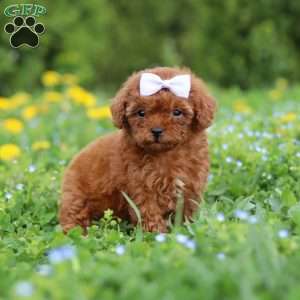 Precious, Cavapoo Puppy